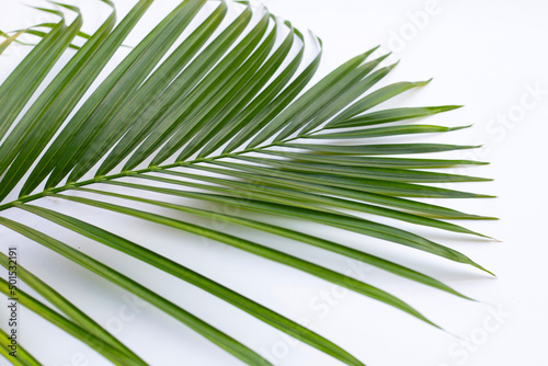 Tropical palm leaves on white background. © Bowonpat