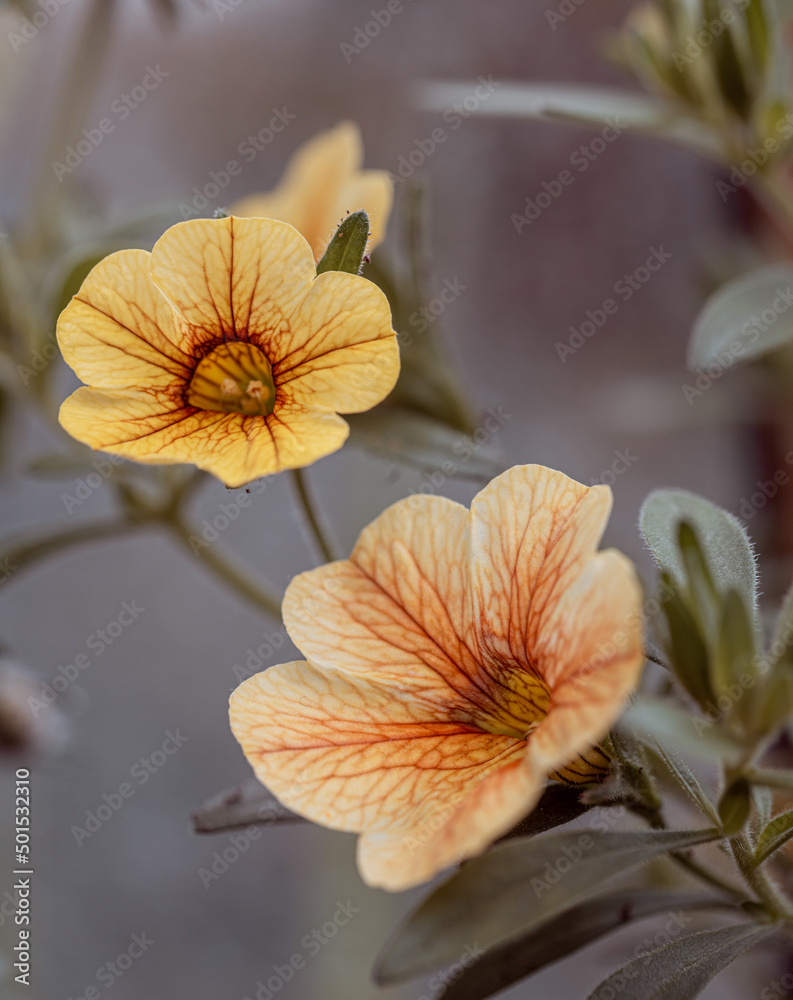 yellow  surfinia or petunia flowers and green leaves in fresh garden with natural background. Surfinia is often used as a cascading flower to cover balconies and deck overhangs.