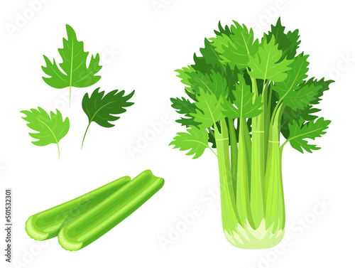 Set of fresh green celery in cartoon style. Vector illustration of vegetables cleansed and in the bunch, different shapes and with leaves on white background.