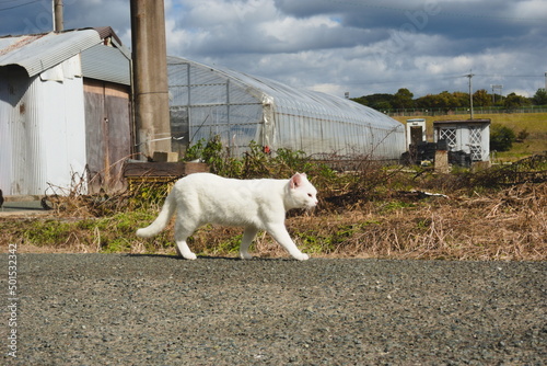 猫の散歩