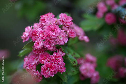 branch of pink flowers of hawthorn © Andrii