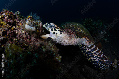 Hawksbill Turtle - Eretmochelys imbricata feeding on corals - underwater world of Tulamben  Bali  Indonesia.