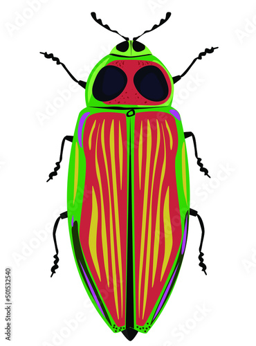 Euchroma gigantea insect vector illustration photo