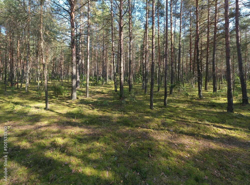 Obraz premium A summer pine forest landscape