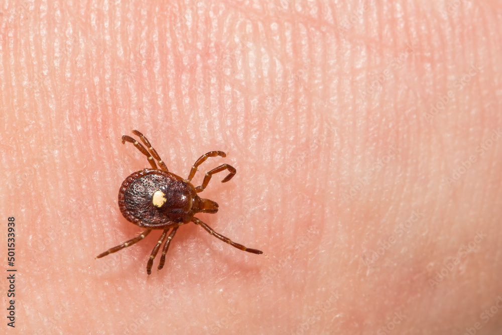 Lone Star Tick - Amblyomma americanum Lone Star Tick - Amblyomma americanum