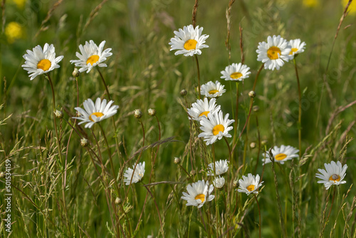 Beautiful field of pure white Oxeye daisies, Leucanthemum vulgare blooming in the summer