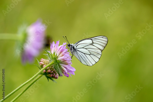 Beautiful large butterfly, the black- veined white, Aporia crataegi, feeding on a violet flower on a sunny summer day in Estonian nature © Kersti Lindström