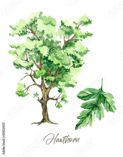 Watercolor green tree with leaves  Hawthorn wall art