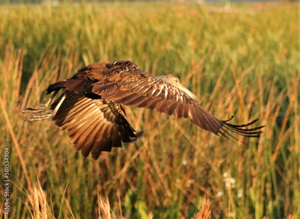 Obraz premium Limpkin in Gravity Defying Flight