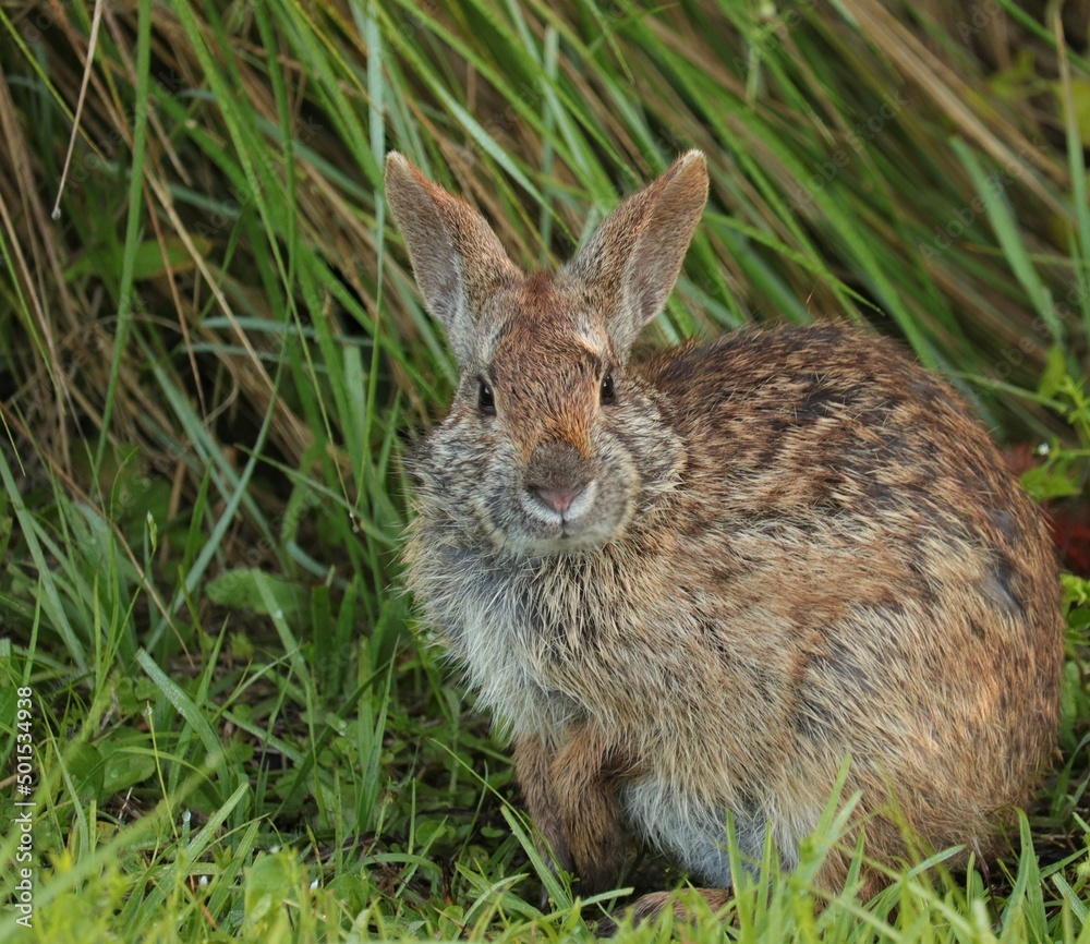 Adorable Bunny Cottontail Rabbit Marsh Hare Staring Contest Adorable Bunny Cottontail Rabbit Marsh Hare Staring Contest