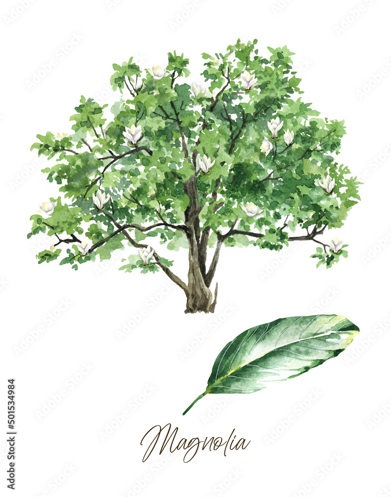 Obraz premium magnolia watercolor wall art, green tree with leaves