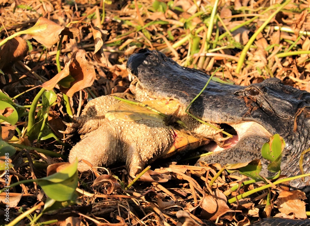 Naklejka premium Alligator Devouring a Snapping Turtle Nature is Brutal
