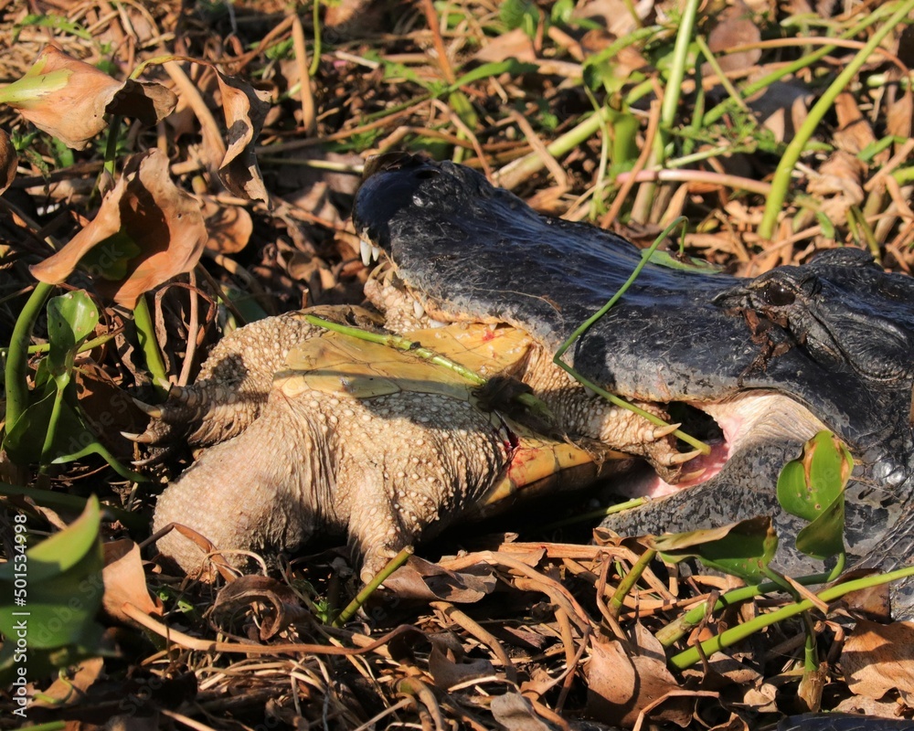 Fototapeta premium Alligator Devouring a Snapping Turtle Nature is Brutal