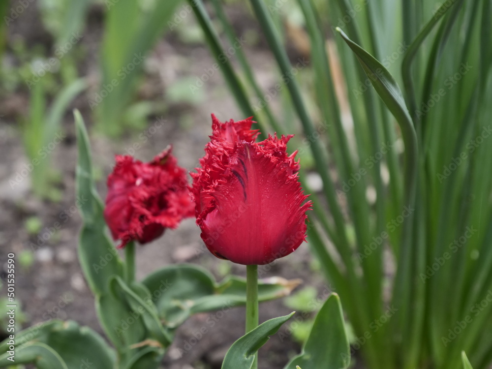 Obraz premium red tulip flower