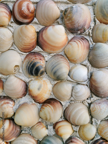 Many grey, beige, brown polished venus seashells on cement wall. natural decorative seashells background. Relaxing decor. Summer vacation memories