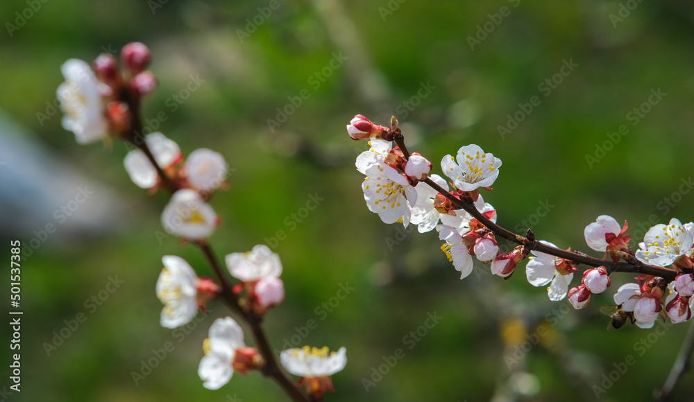 Blooming spring garden. Flowering twig on a background of green grass. Blooming spring garden. Flowering twig on a background of green grass.