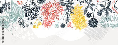 Adaptogenic plants trendy background in collage style. Hand-sketched medicinal herbs, weeds, berries, leaves banner design. Adaptogens. Modern graphics for web, labels, and packaging