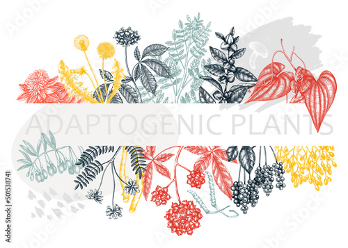 Adaptogenic plants trendy banner in collage style. Hand-sketched medicinal herbs, weeds, berries, leaves frame design. Hand sketched adaptogens perfect for brands, labels, and packaging