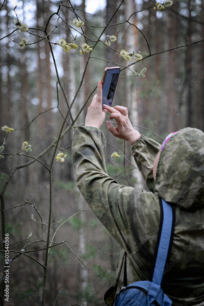 A female forester in a camouflage suit in the forest thicket. A forester takes notes and photos of a budding willow on his smartphone.