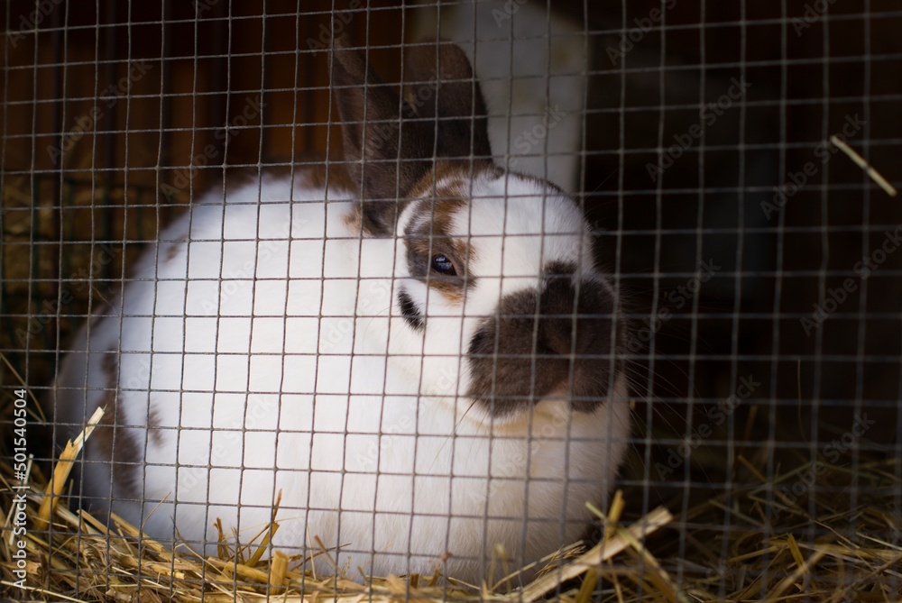 Obraz premium Rabbit behind bars