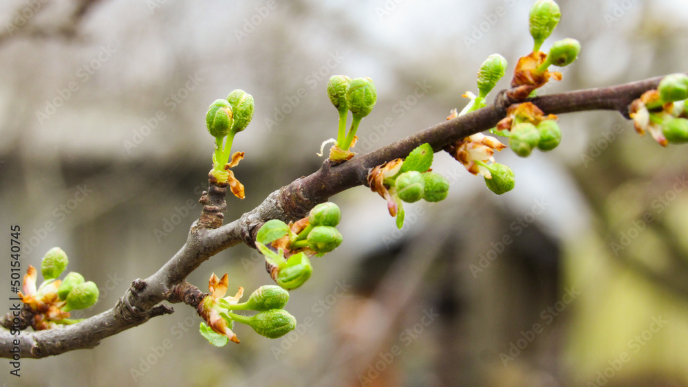 branch with buds branch with buds