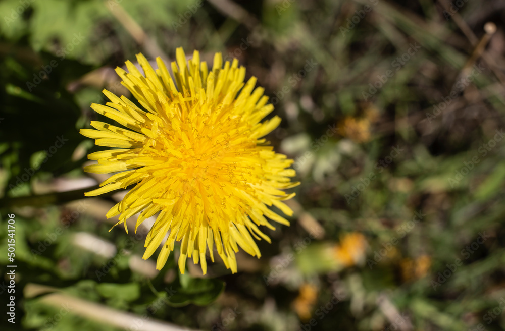 the yellow florets and stamens in a dandelion flower the yellow florets and stamens in a dandelion flower