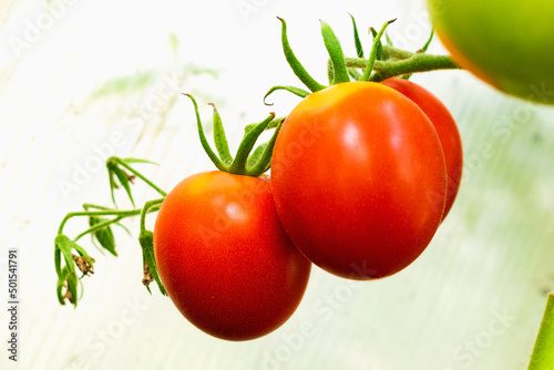 Tomato fruits on a branch of a plant