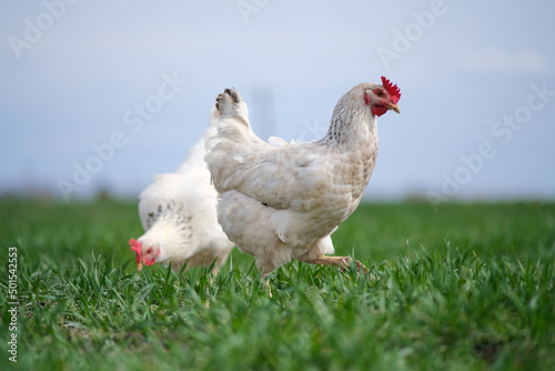 White chicken on a green background. The bird grazes on the grass. 