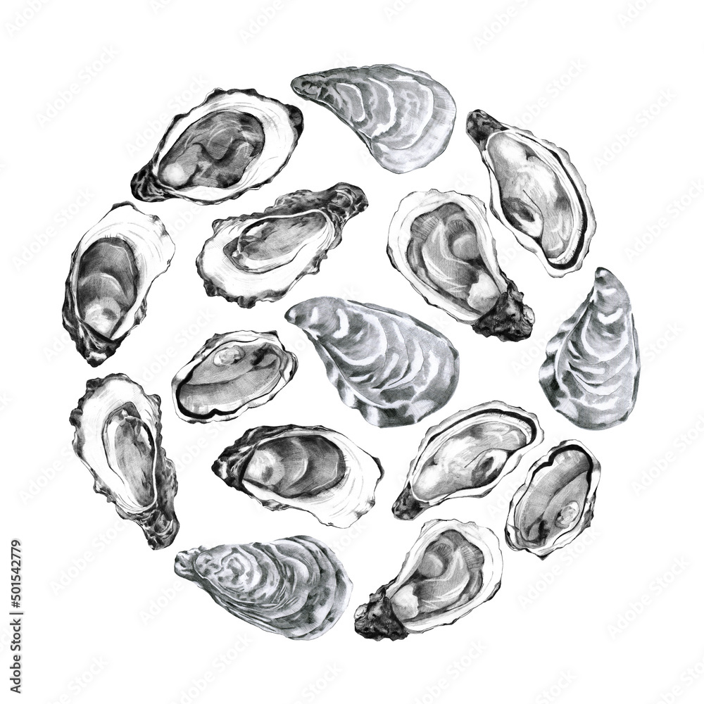 Backdrop of hand drawn oysters Backdrop of hand drawn oysters
