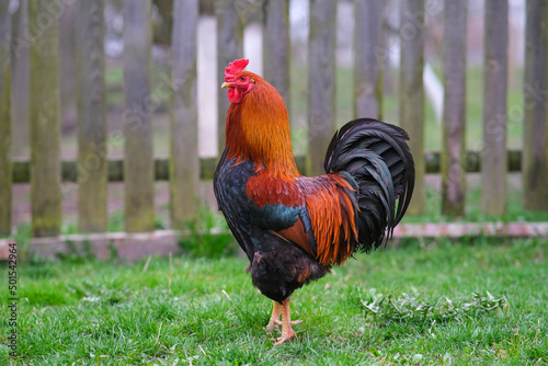 A red and black rooster walks in the garden.  © sanchopancho