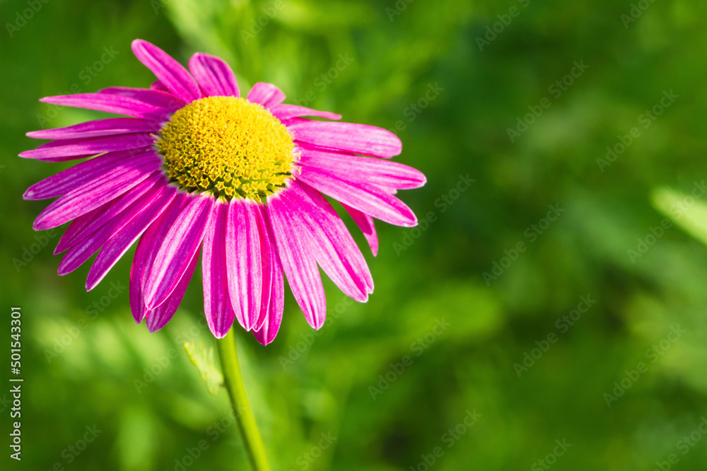 Fototapeta premium Pink flower on a green background. Close-up of a colorful pink daisy on a green background on a sunny day in the garden