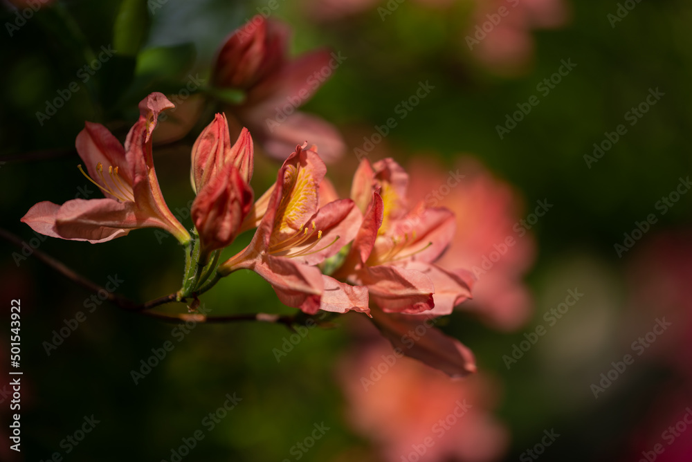Kwitnący krzew, różanecznik żółty, rhododendron luteum. Rozmyte tło, bokeh. - obrazy, fototapety, plakaty 