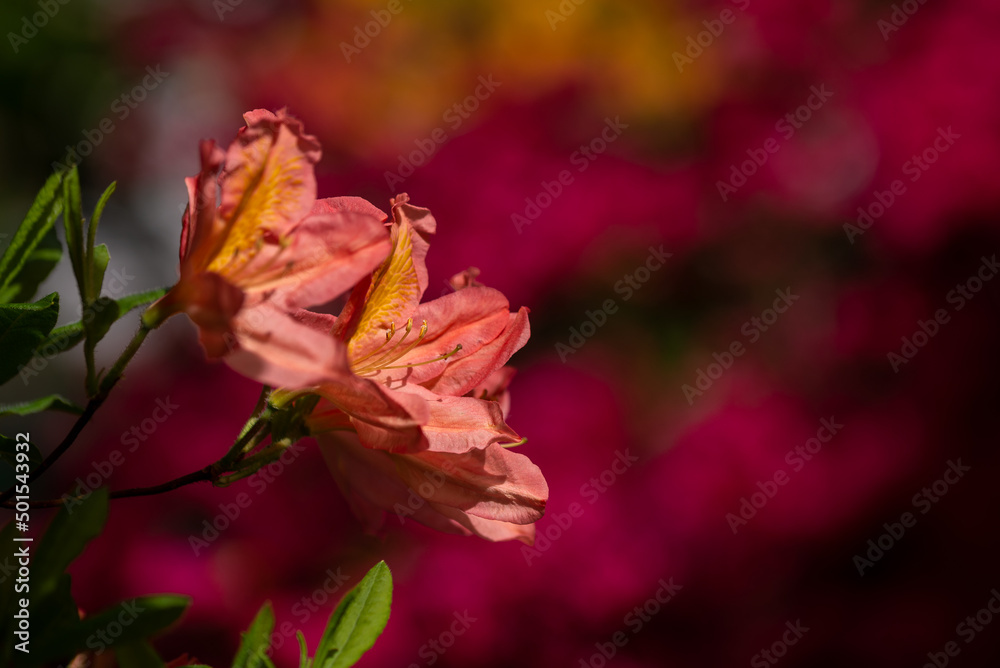 Różanecznik żółty Rhododendron luteum, kwitnący krzew na różowo żółto, rozmyte tła. - obrazy, fototapety, plakaty 