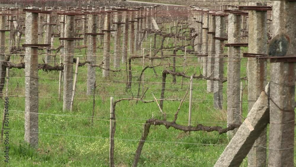 Vineyard image, well demarcated with cement landmarks.