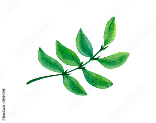 A branch with green leaves, isolated on a white background, hand-drawn watercolor illustration. © Svetlana