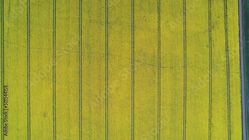Wallpaper Mural Aerial top-down sideways over rapeseed yellow fields, Yorkshire in England Torontodigital.ca