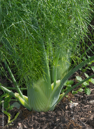 Florence Fennel on an Allotment