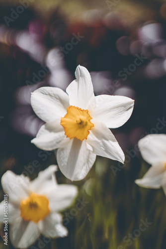 weiße Narzissen im Garten Blumen