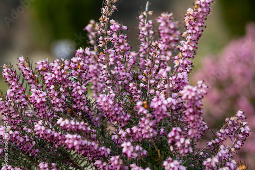 Close up flowering Calluna vulgaris common heather  ling  or simply heather Selective focus of the purple flowers on the field  floral background.