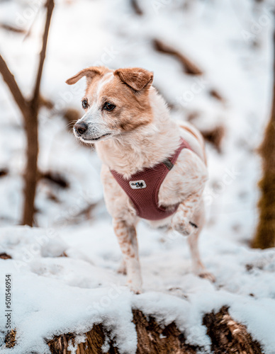 süßer Hund im Schnee Jack Russell Terrier