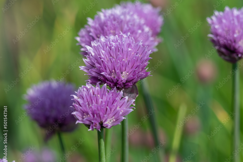 Purple spring onion close up photo made out in the field Purple spring onion close up photo made out in the field