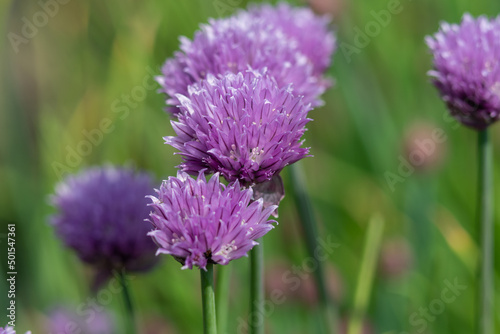 Purple spring onion close up photo made out in the field 