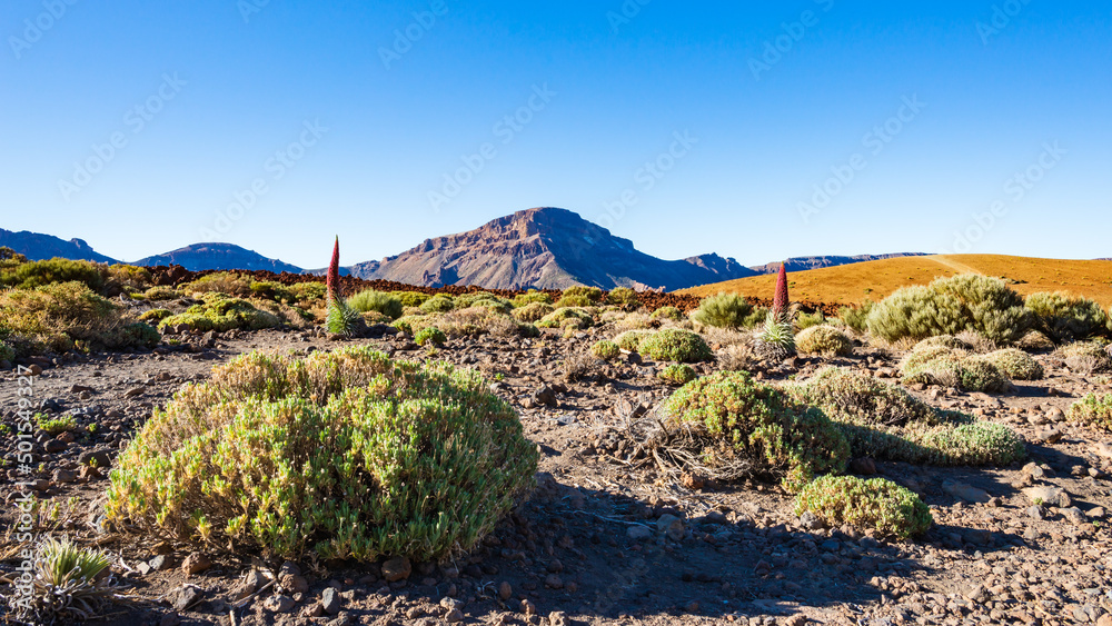 Typische Landschaft mit Teidekerzen im Vulkankrater des El Teide Vulkans auf der kanarischen Insel Teneriffa, Spanien
