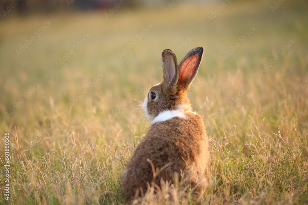 Fototapeta premium Rabbit in green field and farm way. Lovely and lively bunny in nature with happiness. Hare in the forest. Young cute bunny playing in the garden with grass and small flower in dreamy golden light.