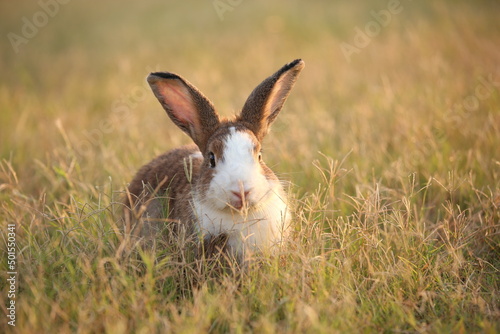 Rabbit in green field and farm way. Lovely and lively bunny in nature with happiness. Hare in the forest. Young cute bunny playing in the garden with grass and small flower in dreamy golden light. © soultkd