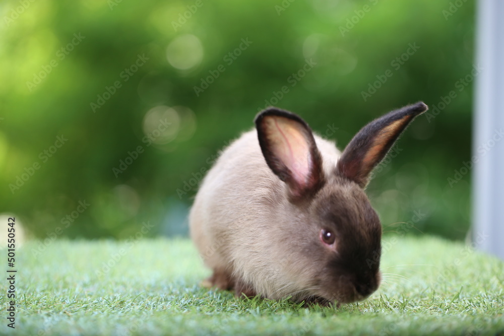 Cute little rabbit on green grass with natural bokeh as background during spring. Young adorable bunny playing in garden. Lovrely pet at park Cute little rabbit on green grass with natural bokeh as background during spring. Young adorable bunny playing in garden. Lovrely pet at park