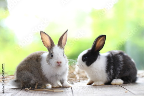 Cute little rabbit on green grass with natural bokeh as background during spring. Young adorable bunny playing in garden. Lovrely pet at park