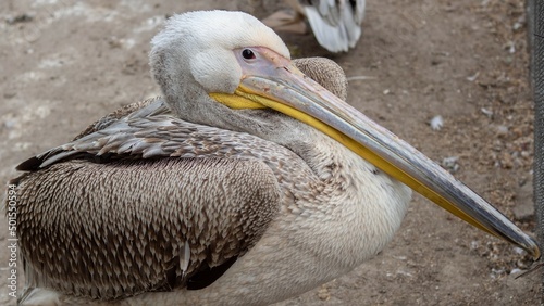 Close up great white pelican, Pelecanus onocrotalus, eastern white pelican, rosy pelican or white pelican. Large water birds with long beaks and a large throat pouch with beautiful pink feathers.