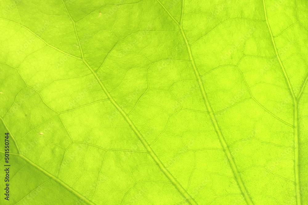 Obraz premium Close-up of a lotus green leaf beautiful texture background