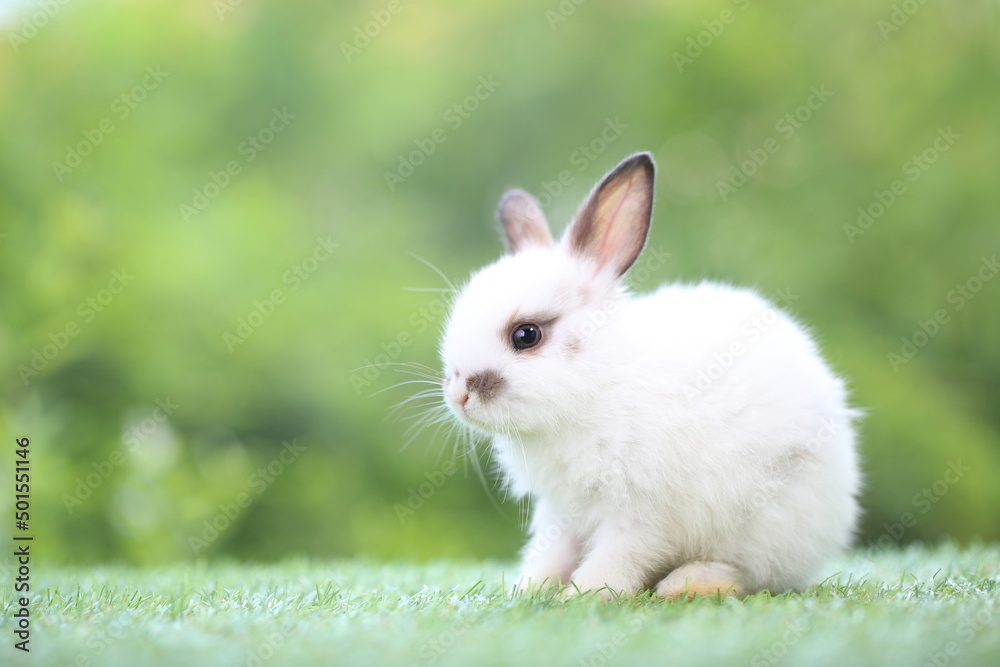 Cute little rabbit on green grass with natural bokeh as background during spring. Young adorable bunny playing in garden. Lovely pet at park with baby carrot as food. Cute little rabbit on green grass with natural bokeh as background during spring. Young adorable bunny playing in garden. Lovely pet at park with baby carrot as food.